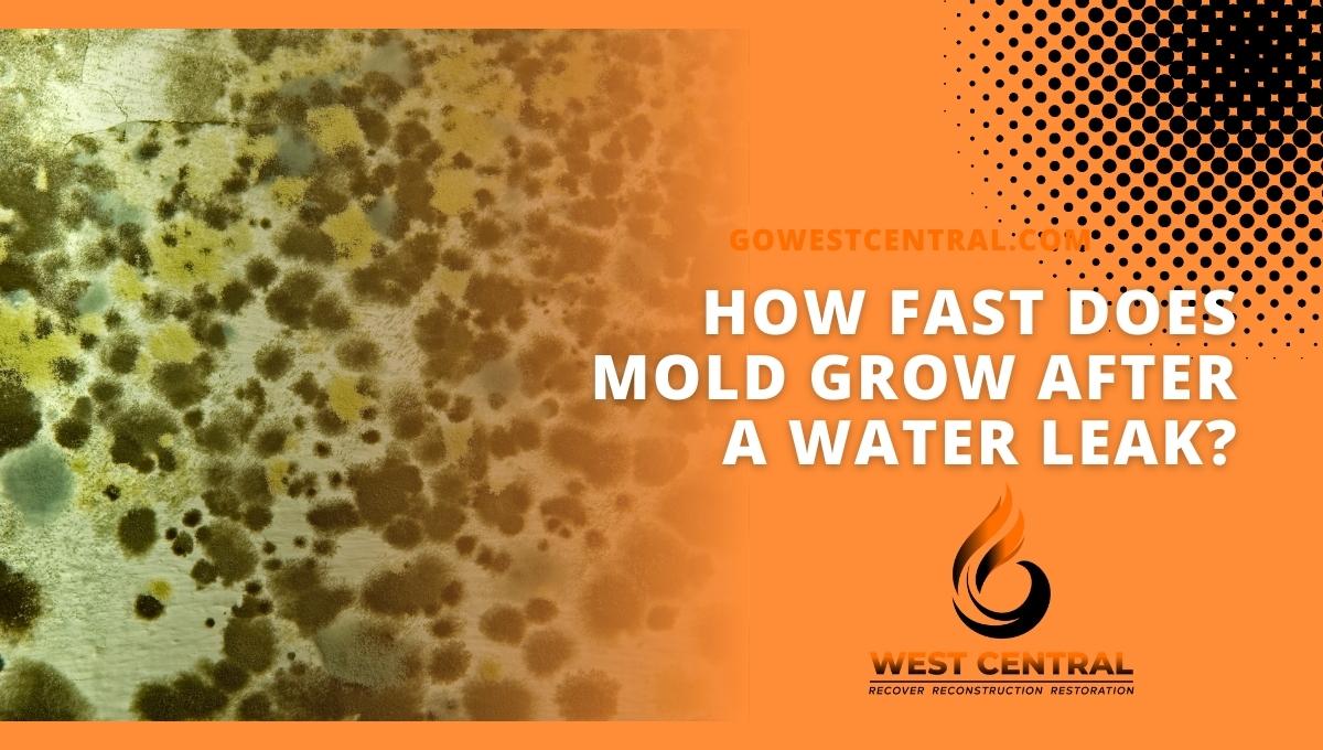 How Fast Does Mold Grow After A Water Leak