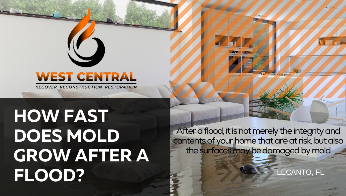 How Fast Does Mold Grow After A Flood