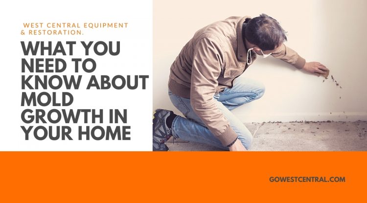 What You Need to Know About Mold Growth in Your Home